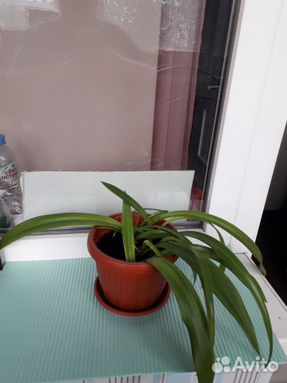 Цветок Кливия