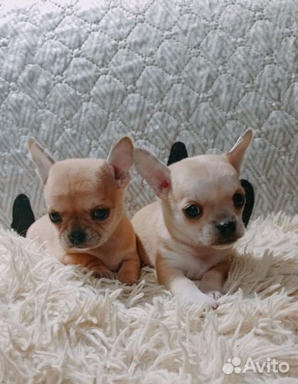 Щенки чихуахуа