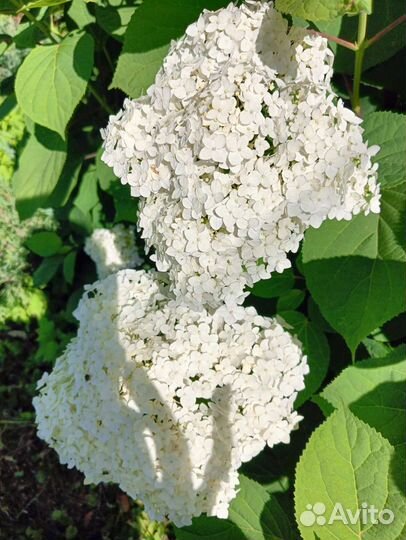 Гортензия