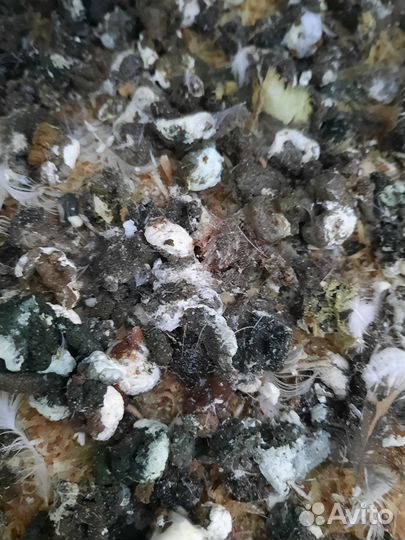 Помёт перепелиный