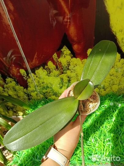 Орхидея фаленопсис