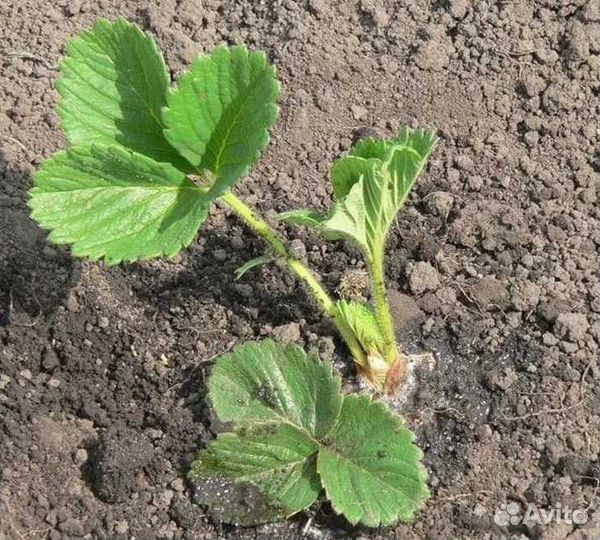 Усы Виктории