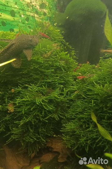 Валлиснерия спиральная,Гигрофила,Папоротник,Мох