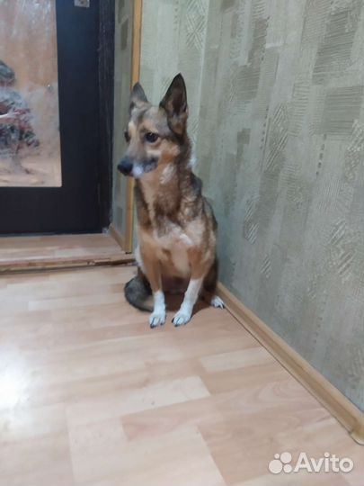 Небольшая собачка для души в квартиру бесплатно