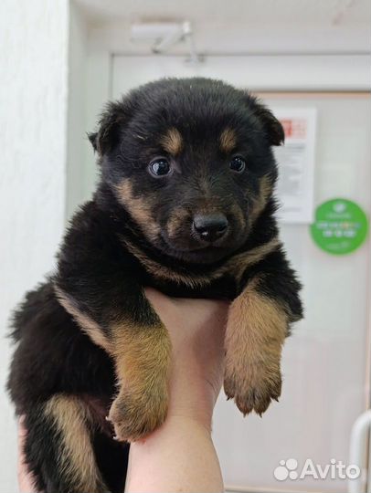 Щенки в добрые руки