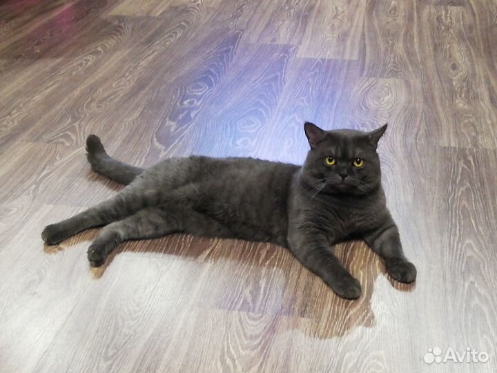 Отдам кота в хорошие руки