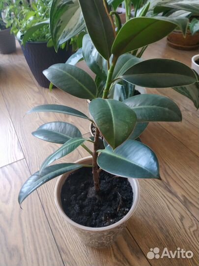 Комнатные цветы