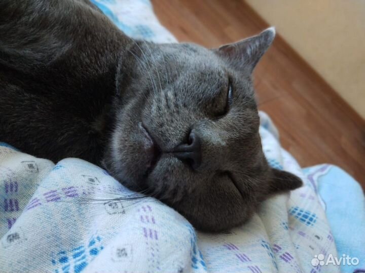 Русская голубая