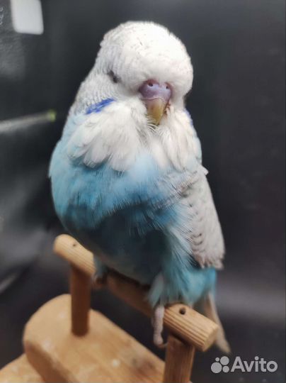 Выставочный волнистый попугай, самец