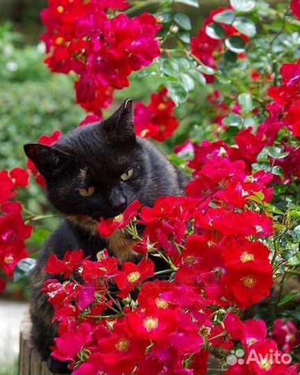 Картина по номерам 40x50 Черный котёнок среди крас