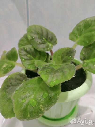 Фиалки с цветками в горшках