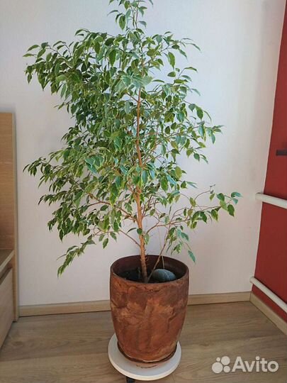 Фикус бенджамина пестролистный
