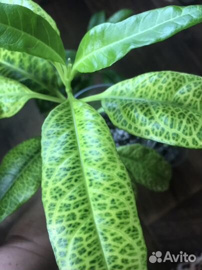 Сетчатый (Pseuderanthemum reticulatum)