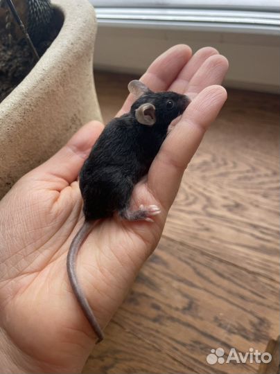 Мышь сатиновая/кудрявая Texel (Тексель)