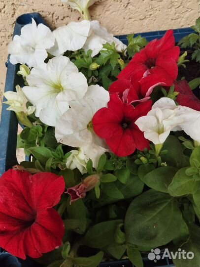 Растения цветы для сада