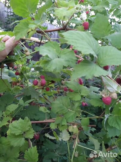 Саженцы малины Ровница