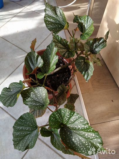 Комнатные растения