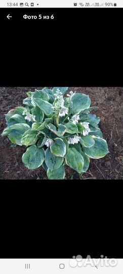 Хоста голден медоуз