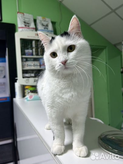 Мушка ищет дом