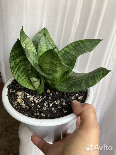 Сансевиерия Ханни Гринн