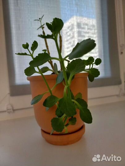 Горшки для цветов белого цвета IKEA