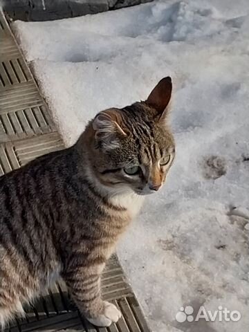 Котик