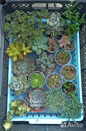 Суккуленты, кактусы
