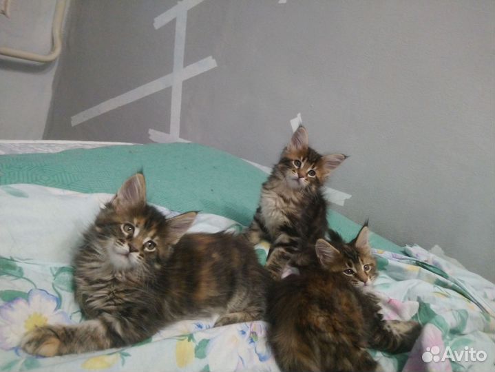Котята мейн-кун