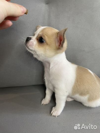 Щенки чихуахуа
