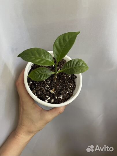 Табернемонтана, хойя мультифлора, хатиора, руттия