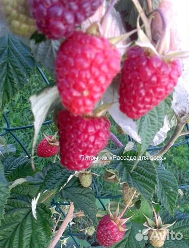 Cаженцы малины. Питомник. Гарантия сортности