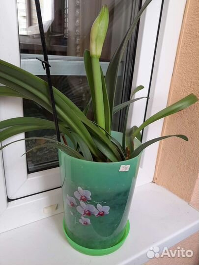 Цветы разные продам с горшками