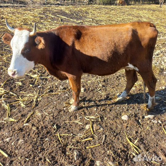 Корова стельная