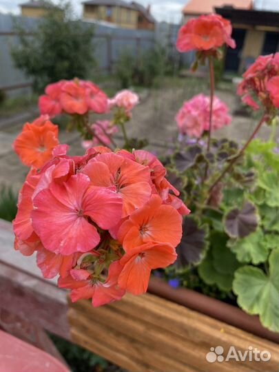 Пеларгония Герань