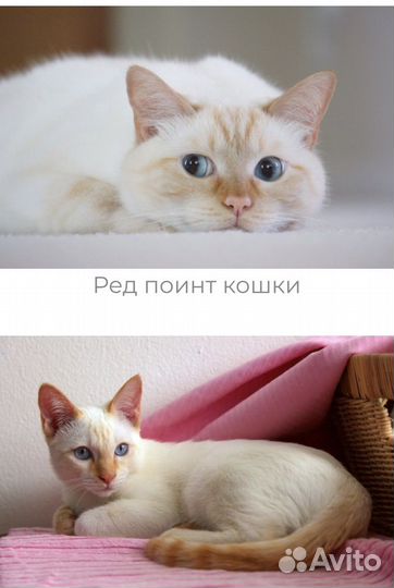 Котята тайские