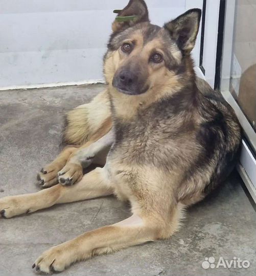 Собака в добрые руки