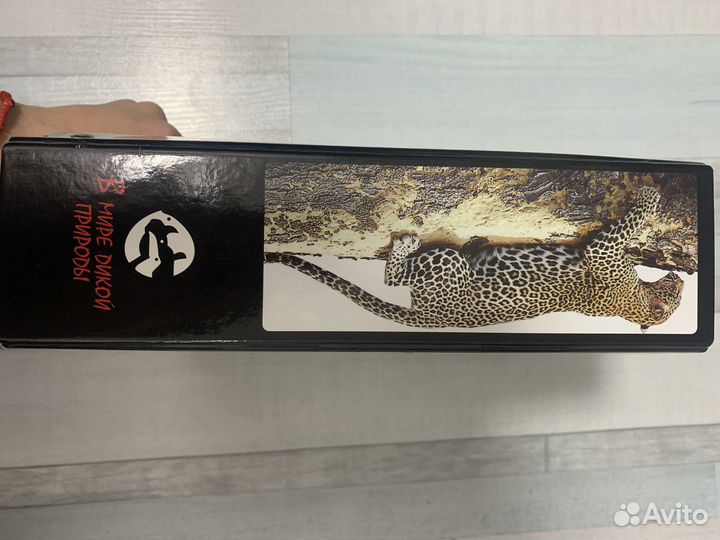 В мире дикой природы