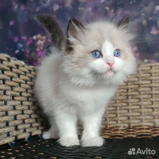 Шоу класс, девочка, ragdoll