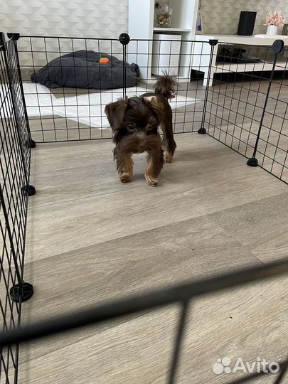 Вольер для щенков