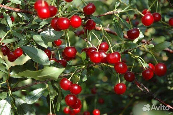 Вишня на ножке