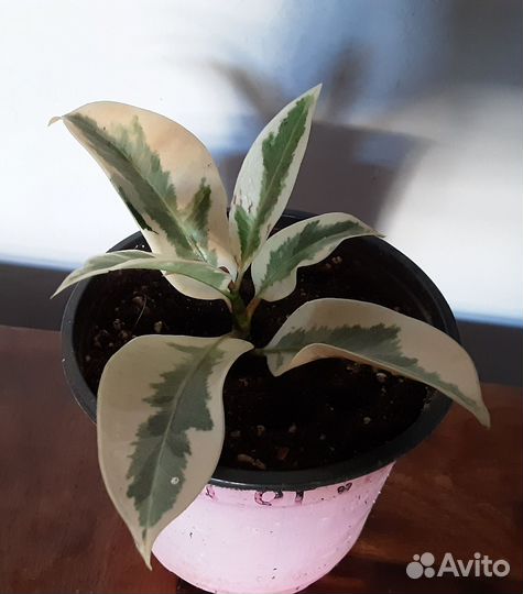 Фикус Мелани вариегатный