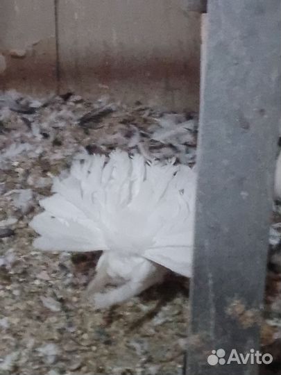 Птицы голуби