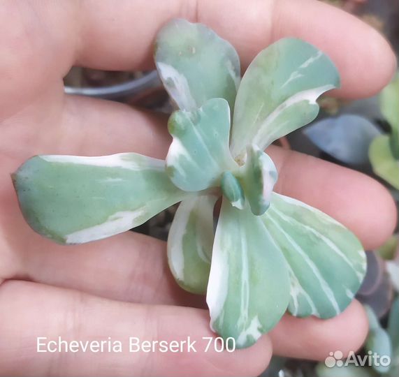 Суккуленты 2