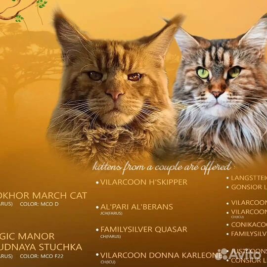 Настоящий мальчик Мейн-кун