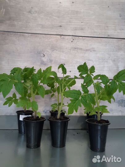 Рассада помидор и черри / томатов на штамбе