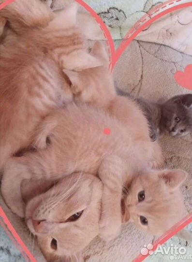 Котята в добрые ответственные руки