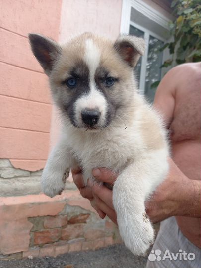 Собака в добрые руки отдам бесплатно