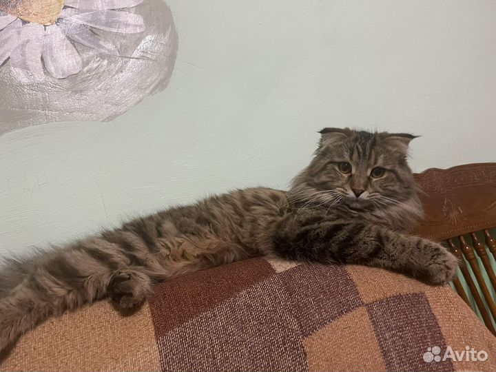Котята от нашей кошки