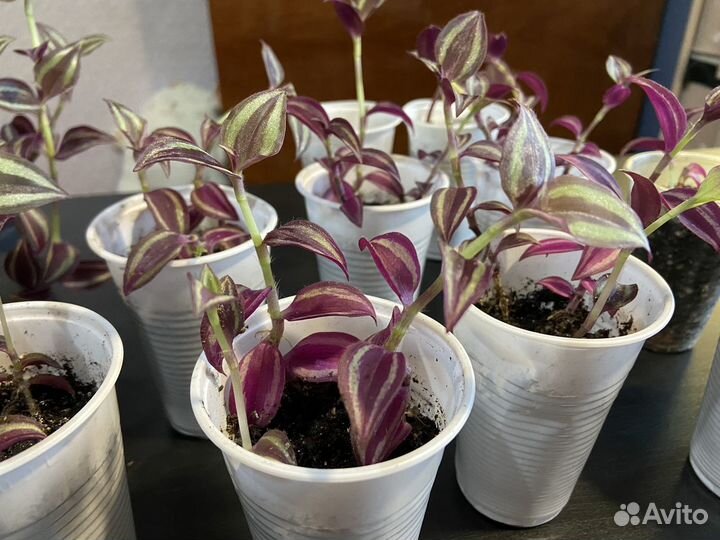 Традесканция зебрина фиолетовая