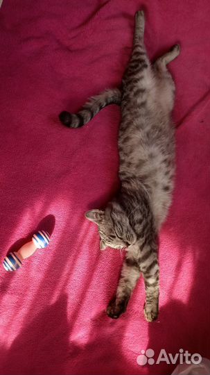 Отдам кота в добрые руки